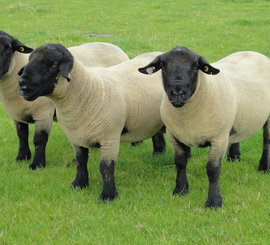 Suffolk Sheep Society to hold Premier Show and Sale with 200 pedigree sheep on offer