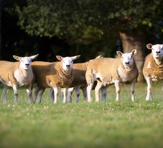 Irish Texel Sheep Society set to host main sale this week