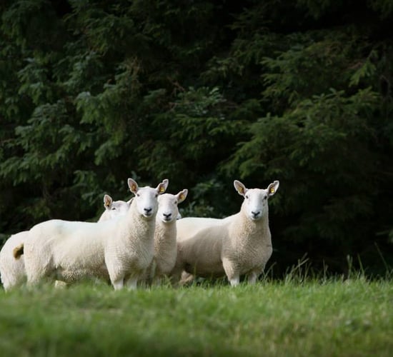 Wicklow Cheviot Sheep Breeders getting ready for the upcoming show season