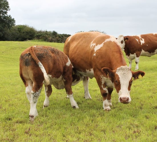 Opinion: 'The Irish beef industry will never be the same again' - Dr. Paddy Wall