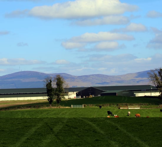 Beef focus: Managing a 500-cow suckler herd in Co. Louth