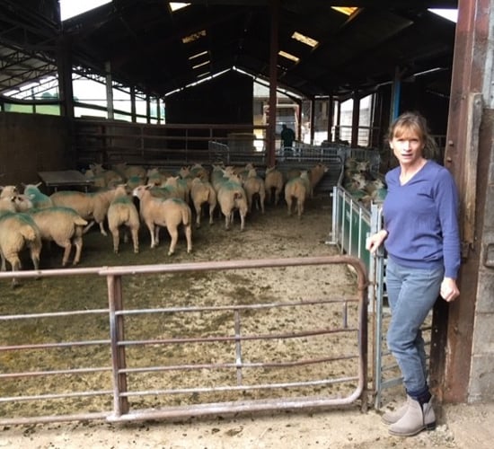 Are you using the right selenium-approved sheep bolus?