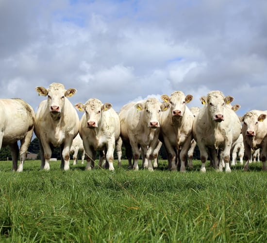 Beef focus: Bidding farewell to the famous Skidoo Charolais pedigree herd