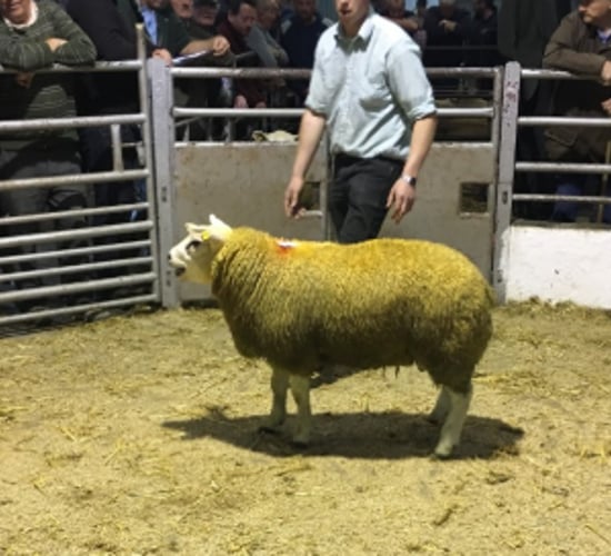 Multi-breed ram sale takes place at Tullow Mart