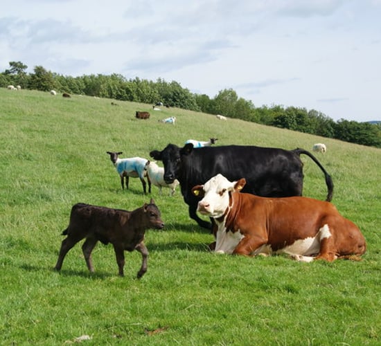 2 of the best licks to have in your field this autumn