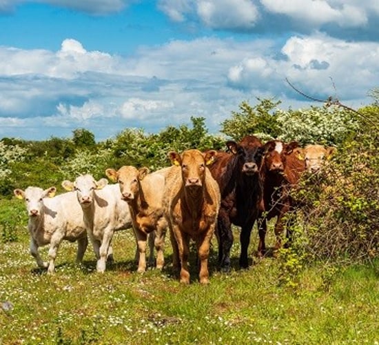 10 Farming for Nature ambassadors announced
