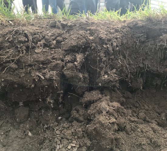 The importance of soil - our roots have taught us