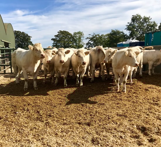 Pics and prices: Skidoo female pedigree Charolais herd sells for over €350,000