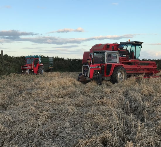 Readers' pics: Harvest, ploughing and sunflowers