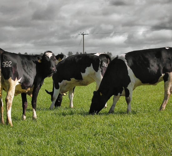 Clearance sale to feature calved heifer with EBI of €368