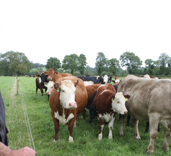 Offaly farmer finds vaccination programme integral after pneumonia storm