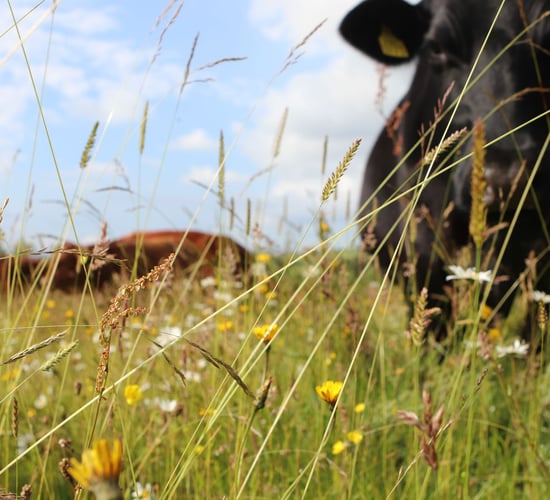 Exploring sustainability through food, farming and community