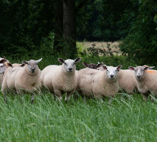 Thinking about finishing store lambs this year?