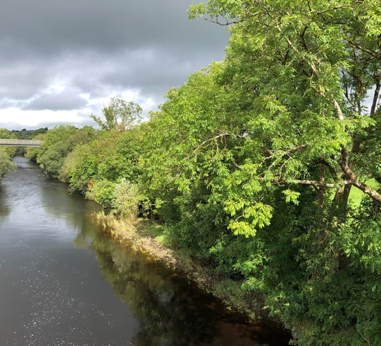 New campaign to stop alien species threatening Irish waterways