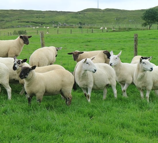 Donegal Cheviot sheep group set to host first show and sale