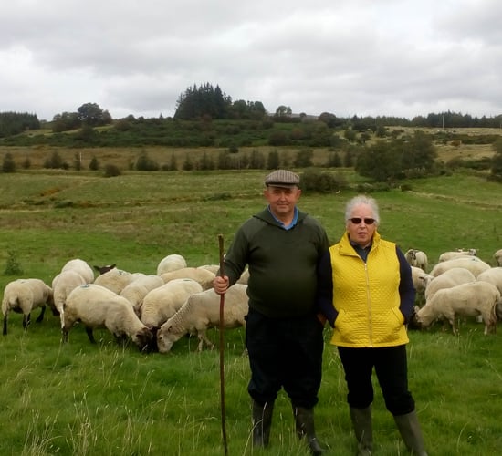 Sheep focus: Sheep farming in the heart of the Wicklow Mountains