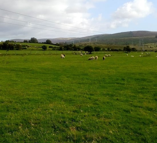 What was Leinster's story in the IPAV farm report?