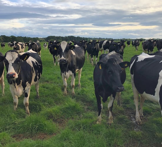 The root of disappointing scan results revealed