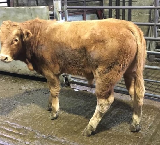 Cattle marts: Weanling trade boosted by continued export demand