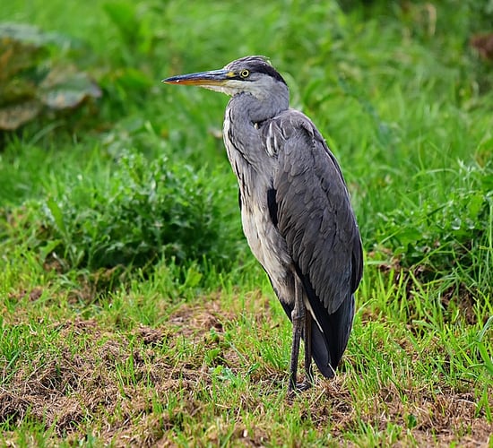 Conserving habitats and species under national and EU rules and regulations