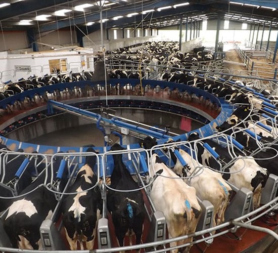 Farmer's view: 'Every gain inside the farm gate is lost to milk price'
