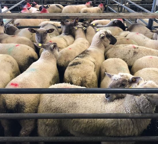 Sheep trade: No major change in base quotes this week