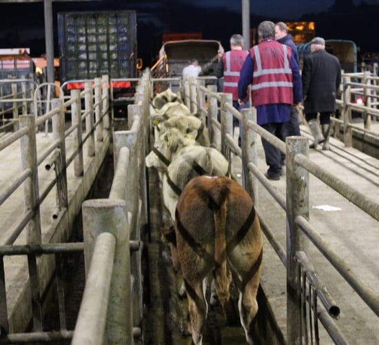Pics and prices: Exporters drive the trade for weanling bulls at Gort Mart