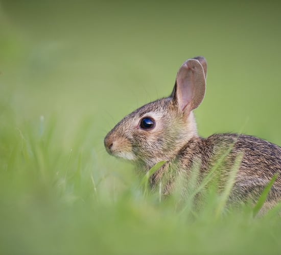 Reports of suspected RHD2 cases 'declined noticeably' this year