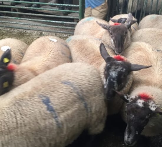 Sheep trade: Beef protests affecting lamb throughput in factories