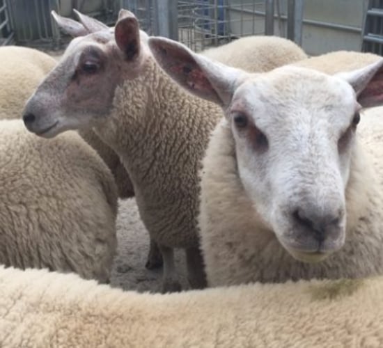 Teagasc BETTER farm sheep walk events taking place this week