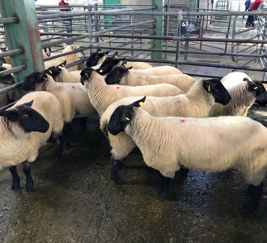 Sheep trade: Farmers finally able to kill factory-fit lambs as beef protests come to a halt