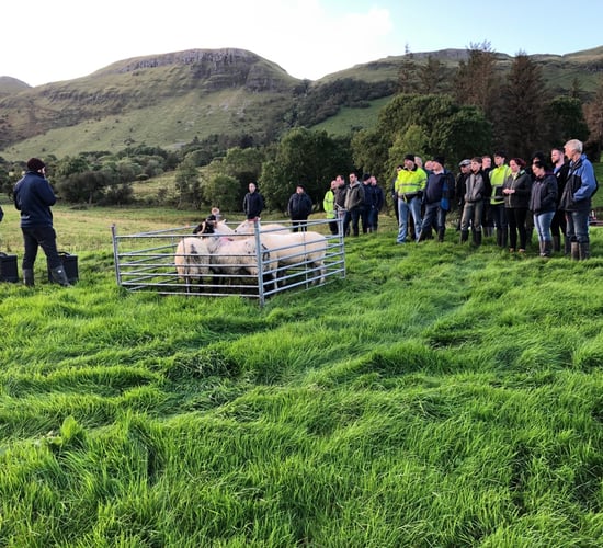 How can you minimise the risk of disease on your sheep farm?