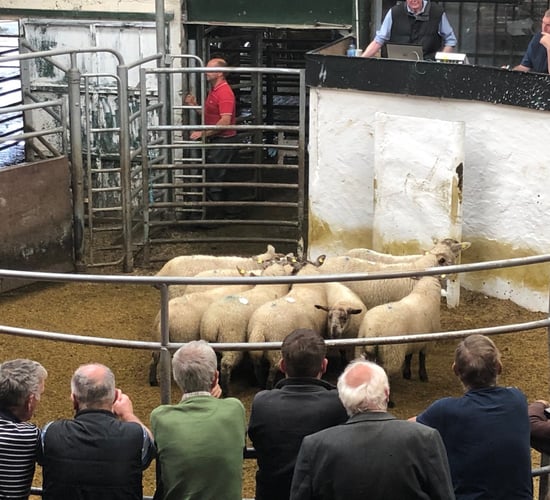 Sheep marts: Factory-fit lamb prices back as meat plant disruptions affect demand