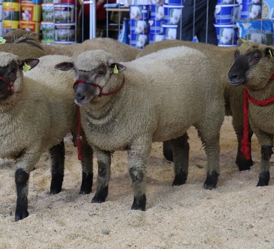Irish Vendéen Sheep Society show and sale season kicks off