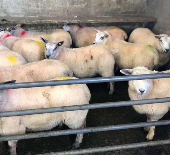 Price cuts to lamb 'yet another blow for sheep farmers'