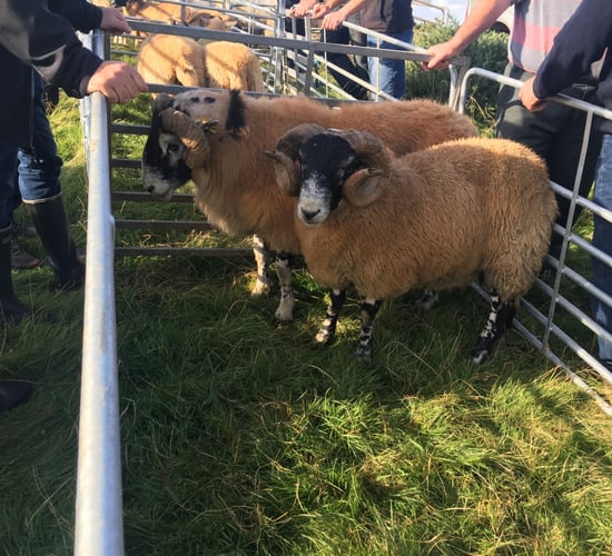 SIS: Updates made under genotyped ram action for hill flocks