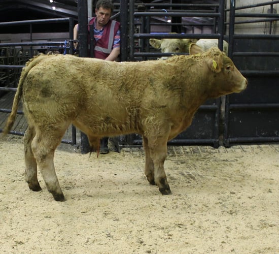 Cattle marts: Wet weather and export demand are the big talking points