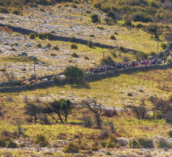 Burren residents mark 'ancient tradition' with cattle drive