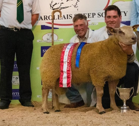 Sheep focus: 'Constantly breeding new bloodlines to produce quality stock'