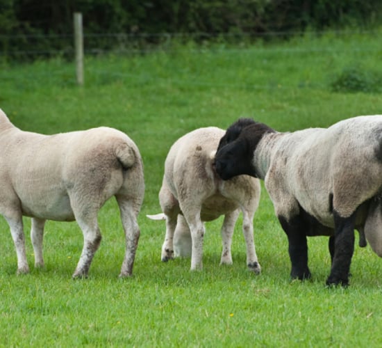 What are the benefits of raddling rams for the breeding season?