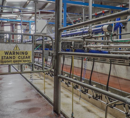 Will OAD milking in early lactation affect my herd's milk production performance?