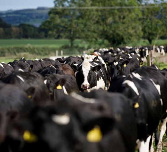 GHG emissions decrease in 2020 - though dairy sees increase