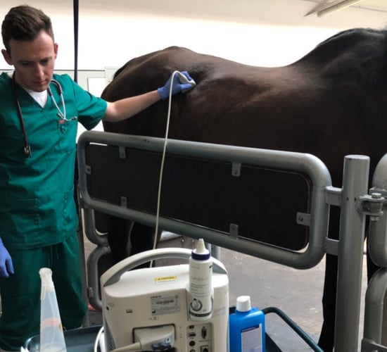 Lithuania-based veterinary student: 'Think beyond the obvious'