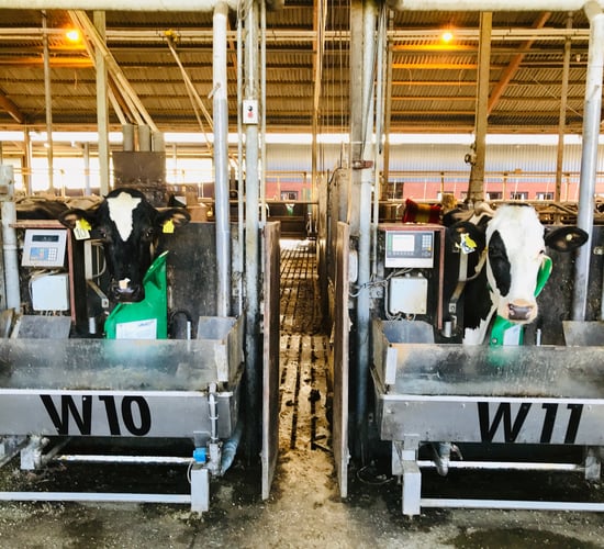 Fight to ban GM feed imports in EU labelled 'scaremongering'