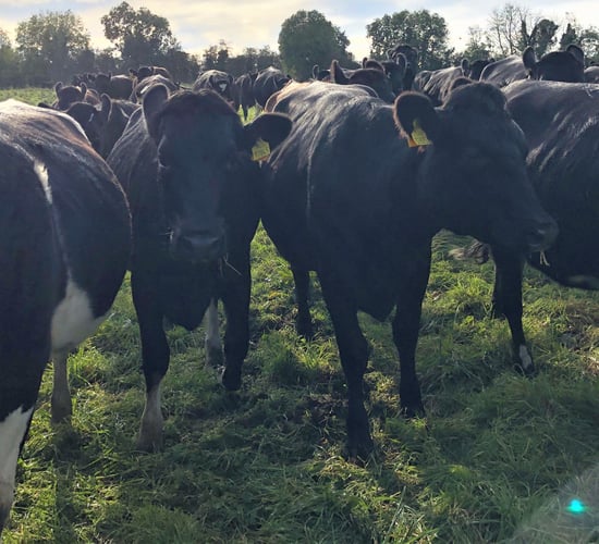 Dairy advice: Replacement heifers; spring preparations; feed and soil analysis