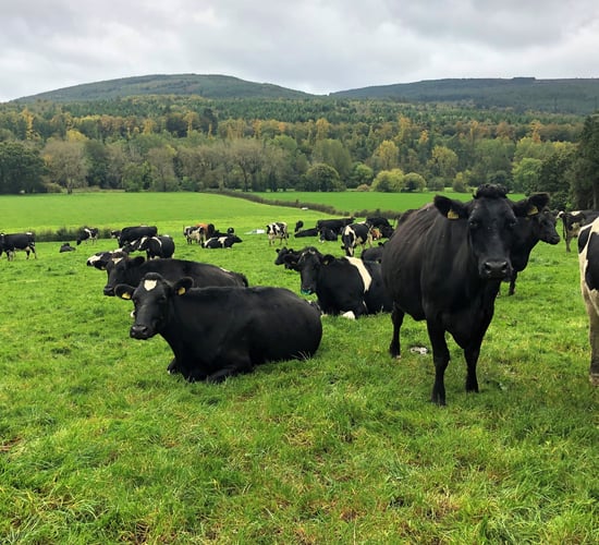 Where are our post-quota 190,015 extra dairy cows?