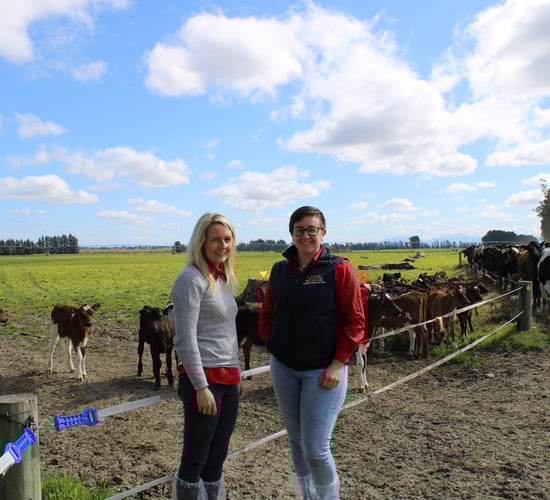 Resilience and colostrum: Key factors in this top-performing New Zealand dairy herd