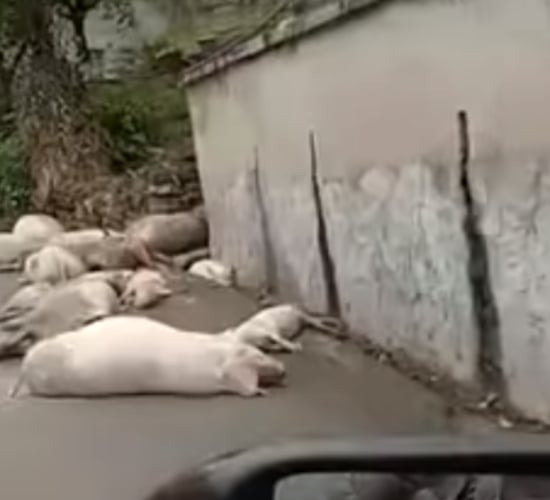 Graphic: Video shows extent of ASF in rural Chinese village
