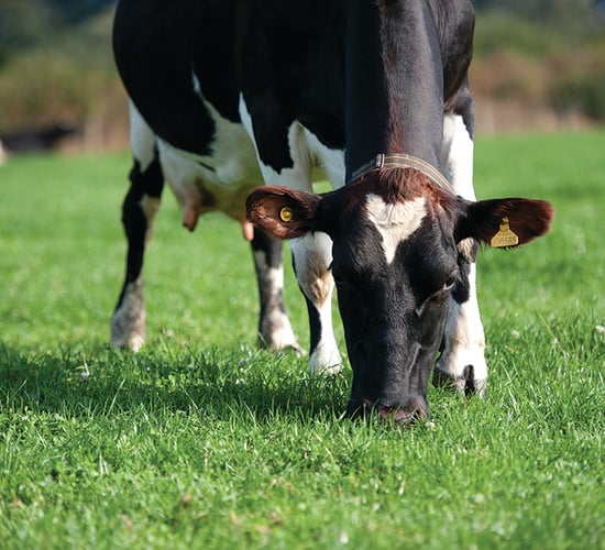 Maintaining persistency during late lactation 'critical' for farm profitability