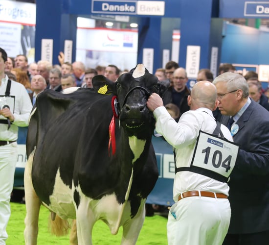 Entries now open for Royal Ulster Winter Fair